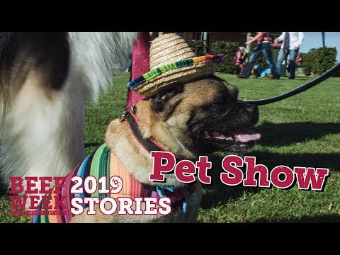A dog wearing a sombrero and a mexican outfit.